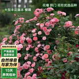 泰西丝爬藤月季花树苗阳台花卉庭院绿植四季浓香室内外蔷薇玫瑰源头直发