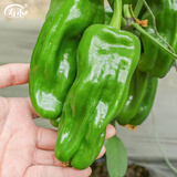 寿禾 辣椒种子大全特辣种籽朝天指冬春季小米椒薄皮椒辣子光蔬菜种孑 薄皮辣椒种子30粒