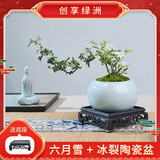 创享绿洲悬崖金边六月雪禅意精致带陶瓷盆小盆景植物办公室内绿植盆栽盆景 六月雪+冰裂陶瓷盆+方底座+苔藓（养护后开花）