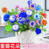 苗充充新品蓝色太阳花阳台庭院种植四季开花进化空气 1号进口太阳花种子【混色包括所 2包约2万粒【四季循环开花】