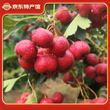 涑淇源新鲜甜山楂山里红鲜摘现发水果小山楂 甜口小山楂1斤试吃装