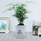 急兔四季常青盆栽水培土培绿植桌面植物易活文竹含早安盆源头直发