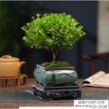 创享绿洲小叶赤楠带陶瓷花盆景植物办公室内四季花卉客厅绿植盆栽摆件好养 赤楠+方形山水盆+苔藓+方底座