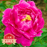 欧悟 芍药根块 带芽芍药种根重瓣芍药花苗牡丹苗盆栽绿植花卉室内植物 正芍药