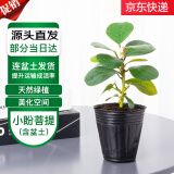 萌肉居小盼菩提盆栽发财树招财智慧树禅意摆件/小盼菩提原盆源头直发