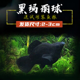 卡奇鱼 胎生鱼 玛丽球鱼热带观赏鱼淡水鱼活体鱼宠物鱼宠物活体丽丽曼龙 黑球玛丽10只