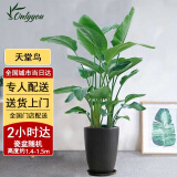 绿韵花田【两小时达】发财树金钱树散尾葵天堂鸟大型室内开业送礼好养绿植 天堂鸟