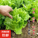 【京东物流】蔬菜种子四季播盆栽阳台庭院香菜生菜菠菜简单秋易种 玻璃生菜种子1包约1000粒