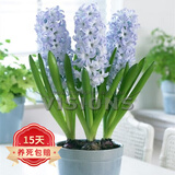 欧悟 进口带芽风信子种球 室内盆栽花卉绿植耐寒易活植物水培花卉球根 蓝眼睛 单颗种球 单颗种球不含盆