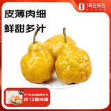 趣尝鲜山东中华丑梨单果240g起净重5斤水果1号会员店源头直发