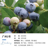 虹越（HONGYUE）蓝莓果苗盆栽苗 南方北方庭院阳台种植果树苗HN 【中大苗】“广州1号”小2加仑