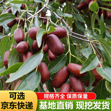 枣树活苗当年结果地栽枣子树苗南方北方种植枣树嫁接苗特大青枣苗 和田大枣4年嫁接苗(当年结果)