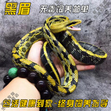 SMVP玉米蛇活物真蛇宠物蛇爬宠幼体翠青异宠白化蛇宠无毒黑王暴风雪盲 黑眉【亚成】