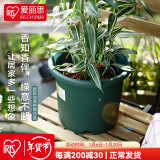 爱丽思（IRIS）Deepot花盆加厚树脂控根圆口绿萝绣球蔷薇月季塑料花盆 7号深绿色(口径约23.7cm)无盆托