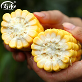 寿禾 超甜水果玉米种子大全紫糯黑甜糯可生食粘甜种孑春夏季寿光蔬菜 [量少试种]水果玉米干瘪种子20粒