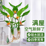 种花迷水培天堂鸟盆栽花卉植物室内客厅绿植面鹤望兰吸甲醛四季好养活 精品水培天堂鸟2株+水培U型玻璃瓶【含瓶】
