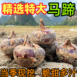 【荔浦荸荠】现挖特大荔浦马蹄荸荠清甜多汁新鲜水果广西桂林特产 【净重3斤】中大果 果径≥3cm