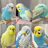 万宠汇 鸟活体虎皮鹦鹉笼养牡丹玄风活鸟学说话手养小太阳鹦鹉和尚鹦鹉 随机成年大头鹦鹉1只公母可备注