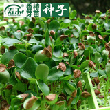 寿禾 芽菜种子萝卜四季冬春季四季无土水培蔬菜豌豆芽 香椿芽苗菜种子30g（较难种植）