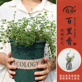 寿禾 香草苗大全薄荷苗盆栽带土可食用秧苗冬春季四季观赏绿植薄荷叶 百里香苗5棵