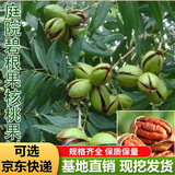 核桃树苗美国碧根果树苗嫁接苗长寿果庭院盆栽地栽果树苗当年结果南方北方种植 12年苗（吃不完） 其它