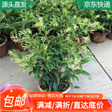 萌肉居浓香型绿植盆栽花树苗花卉植物夜来香原盆土+备用盆源头直发