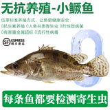 太湖海【鳜鱼 无抗生素检测】鲜活现杀整条桂鱼 淡水鱼类桂花鱼儿童水产 小鳜鱼（150g*6条）儿童装