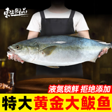 东上御品山东 大黄金鲅鱼净重5-6斤/1条海鱼 冷冻大鲅鱼海鲜-源头直发