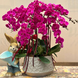 Only you【两小时达】大辣椒蝴蝶兰紫色花苞花剑真花兰花开业乔迁生日礼物 9株大辣椒蝴蝶兰（瓷盆随机）