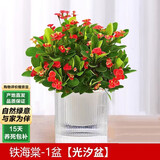 泰西丝铁海棠水培植物盆栽客厅绿植摆件自吸盆好养+光汐吸水盆 源头直发