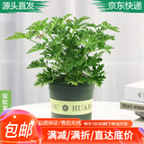 萌肉居驱蚊草天竺葵盆栽防蚊虫香叶香草绿植/驱蚊草+1加仑盆源头直发
