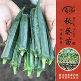 寿禾 蔬菜苗活苗带土发货大全菜苗种苗秋冬各种秧苗山东寿光苗子阳台 水果秋葵苗6棵