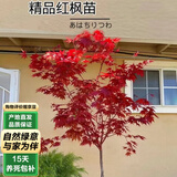 泰西丝红枫树苗盆景盆栽庭院绿化苗  红枫小苗约0.5cm粗不含盆 源头直发