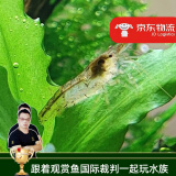 云峰海瑞黑壳虾清洁虾观赏虾 鱼缸水族箱水草缸清洁除藻淡水 【清洁大师】黑壳虾20+10备损