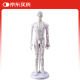 卓越科人体针灸模型人经络穴位中医可扎针练习小皮人54cm数字扎针白男