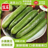 佳农山东荷兰水果黄瓜 净重3斤 新鲜蔬菜 小青瓜单果80g+源头直发