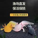 宠以沫（CHONG YIMO）鱼活体金鱼活体鱼淡水冷水鱼观赏鱼龙鱼六角恐龙鱼 7-10厘米白龙1条