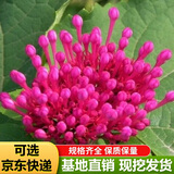 丁香花树苗嫁接高杆丁香树苗耐寒耐旱庭院花卉植物室外绿化苗木景观风景树盆栽阳台 玫红丁香 3年（丛生苗）