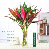 萌肉居大叶富贵竹绿叶水养盆栽植物花卉朱蕉招财竹5绿叶+5紫竹源头直发
