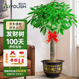 爱优尚发财树大型植物绿植开业乔迁客厅办公室内好养大型花卉源头直发