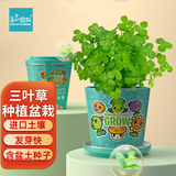 IAM City Farmer三叶草迷你盆栽  儿童种植小盆栽学生幼儿园diy绿植根系观察10018