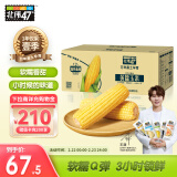 北纬47°（BEIWEI） 黄糯玉米4斤(200g*10穗)低脂玉米棒东北黄糯玉米杂粮 杂粮礼盒