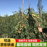 枣树活苗当年结果地栽枣子树苗南方北方种植枣树嫁接苗特大青枣苗 10年嫁接庭院苗(品种留言)当年结果
