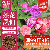 寿禾 茶花凤仙花种子指甲花春季花卉种籽 混色茶花凤仙花种子约1000粒