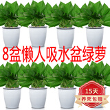 格调生活绿萝盆栽室内花卉盆栽垂吊长藤绿箩懒人桌面客厅绿植四季常绿 8盆90#懒人吸水盆绿萝+肥2包