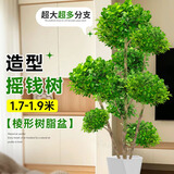 叹为观止大型盆栽金钱榕百合竹金钱树发财树清香木办公室内落地款中型植物 造型摇钱树1.7-1.9米【菱形盆】 含盆