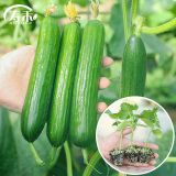 寿禾 蔬菜苗活苗带土发货大全菜苗种苗春夏各种秧苗山东寿光苗子阳台 （直根）水果黄瓜苗5棵