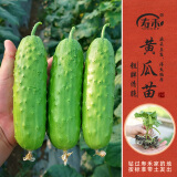 寿禾 蔬菜苗活苗带土发货大全菜苗种苗春夏各种秧苗山东寿光苗子阳台 旱黄瓜苗5棵