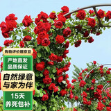 泰西丝爬藤月季花树苗浓香花卉 红色龙沙宝石1-1.3m1棵不含盆 源头直发