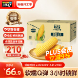 北纬47°（BEIWEI） 黄糯玉米4斤(200g*10穗)低脂玉米棒东北黄糯玉米杂粮 杂粮礼盒